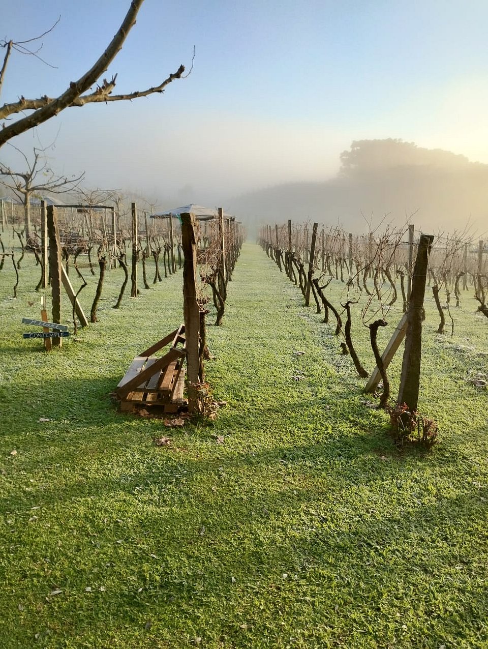 O Inverno Chega à Região dos Vinhedos: Descubra o Encanto de Bento Gonçalves na Época Mais Fria do Ano